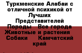 Туркменские Алабаи с отличной психикой от Лучших Представителей Породы - Все города Животные и растения » Собаки   . Камчатский край